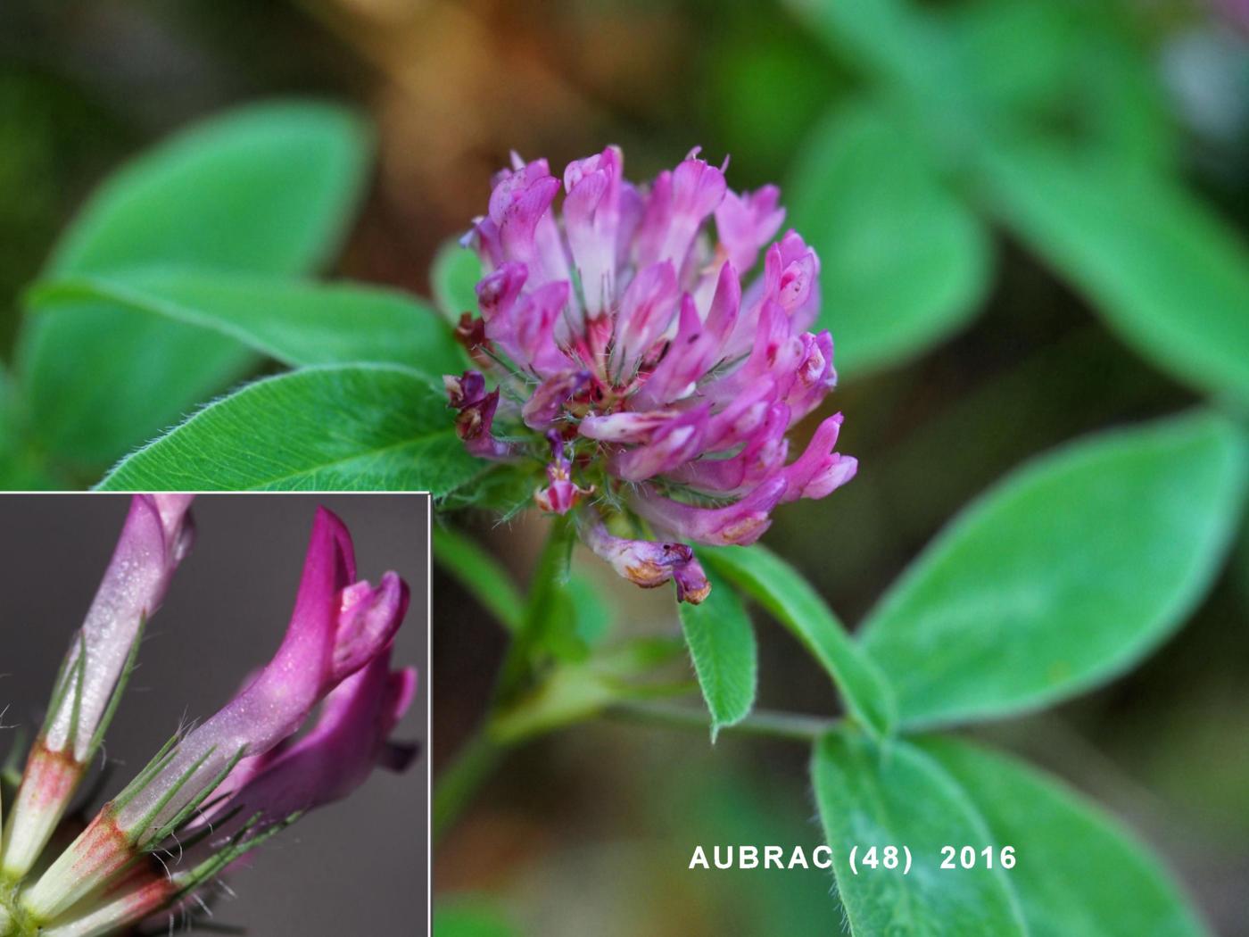 Clover, Zigzag flower